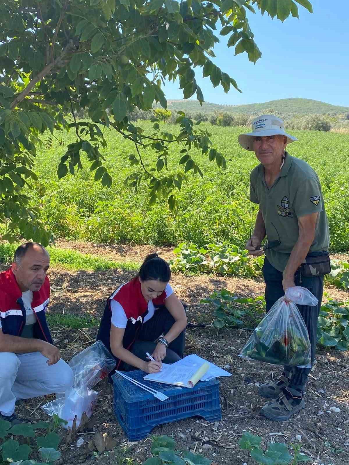 Didim’de salatalıklardan numuneler alındı