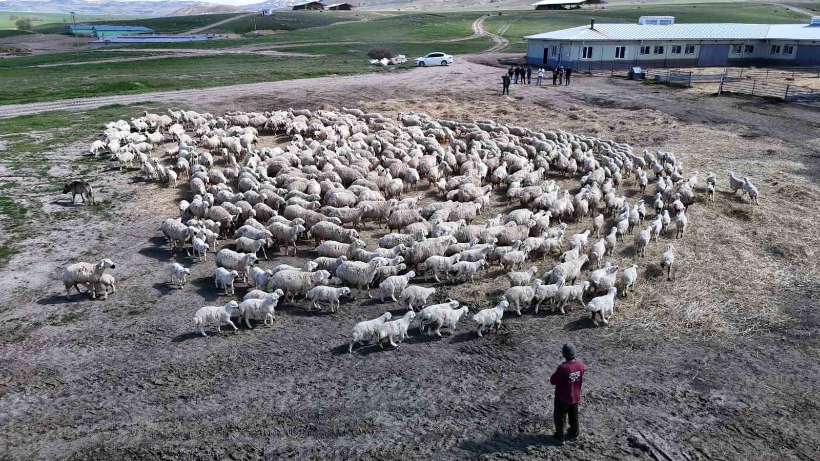 Sivas’ta resmi izinli ilk yabancı Çobanlar göreve başladı