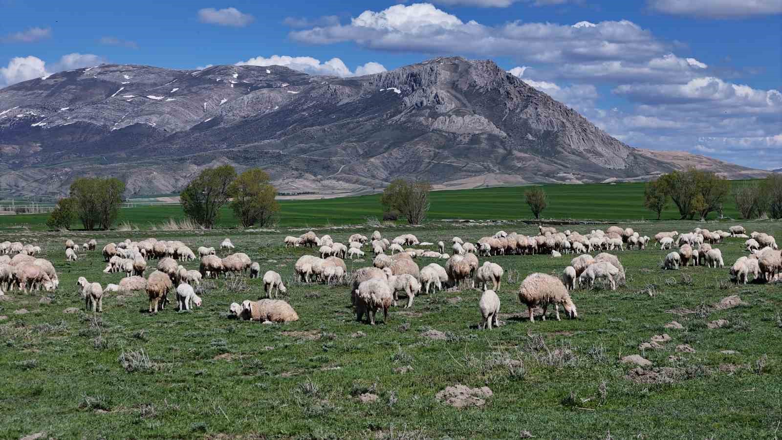 Sivas’ta resmi izinli ilk yabancı Çobanlar göreve başladı