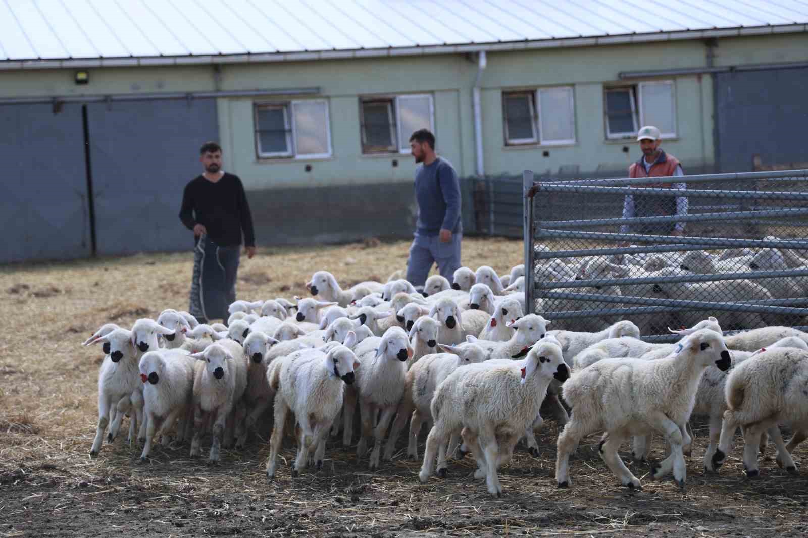 Sivas’ta resmi izinli ilk yabancı Çobanlar göreve başladı