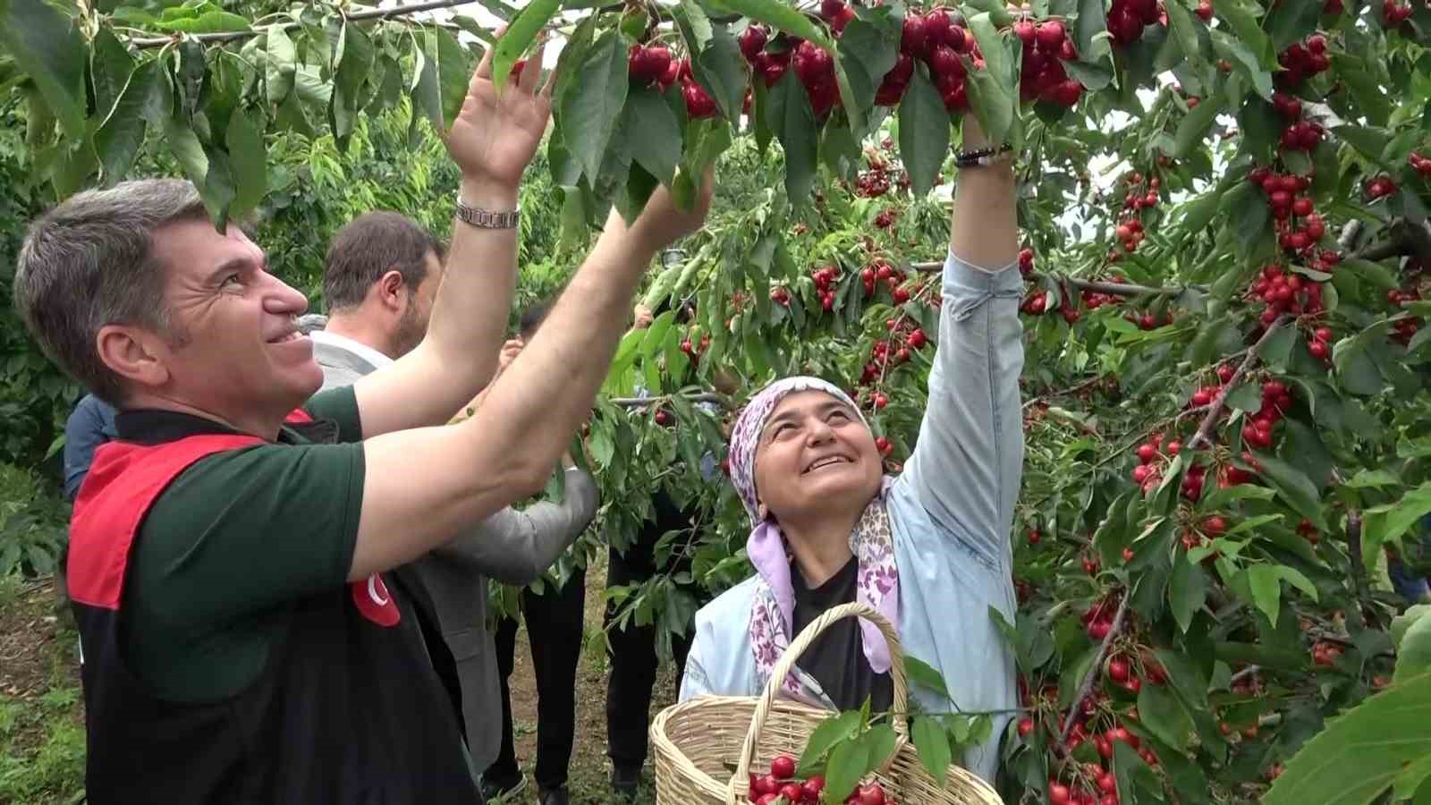 Amasya’da dalları kiraz bastı, bu yıl 50 bin ton rekolte bekleniyor
