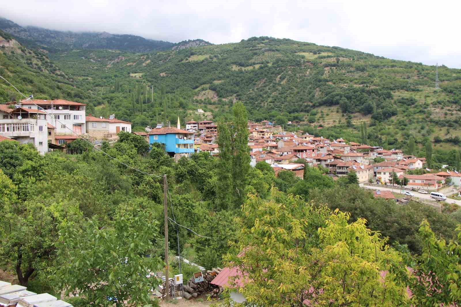 Amasya’da dalları kiraz bastı, bu yıl 50 bin ton rekolte bekleniyor