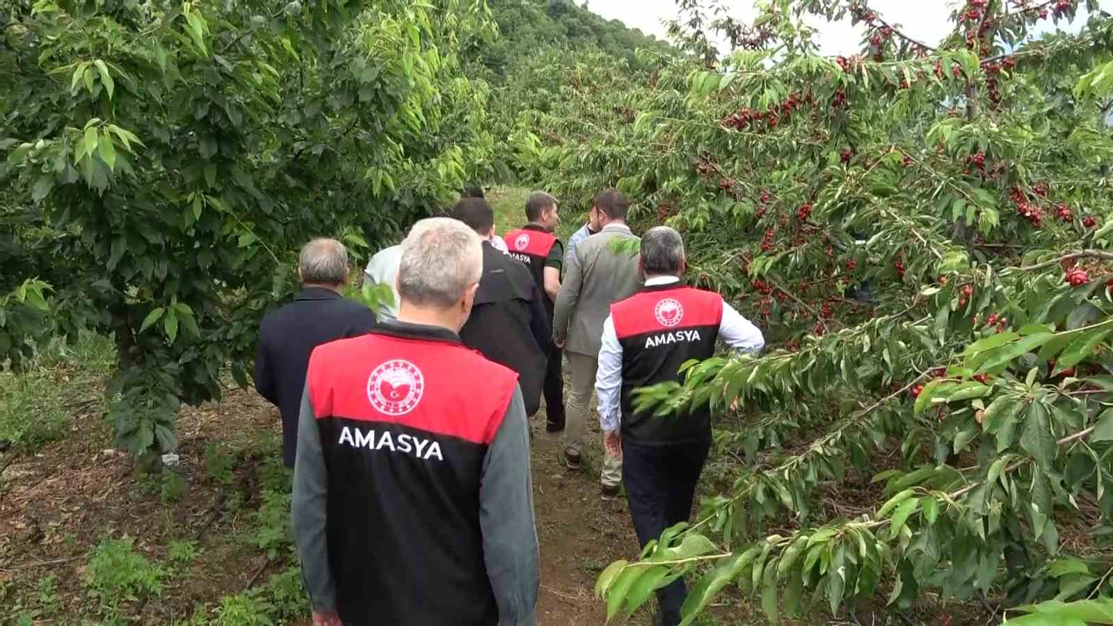 Amasya’da dalları kiraz bastı, bu yıl 50 bin ton rekolte bekleniyor