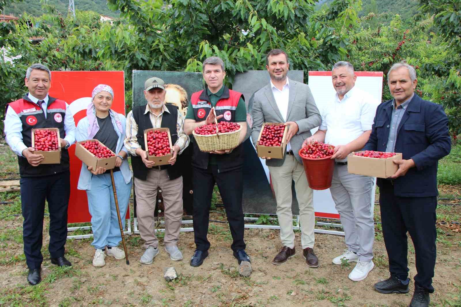 Amasya’da dalları kiraz bastı, bu yıl 50 bin ton rekolte bekleniyor