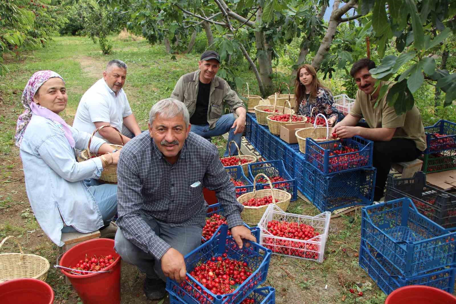Amasya’da dalları kiraz bastı, bu yıl 50 bin ton rekolte bekleniyor