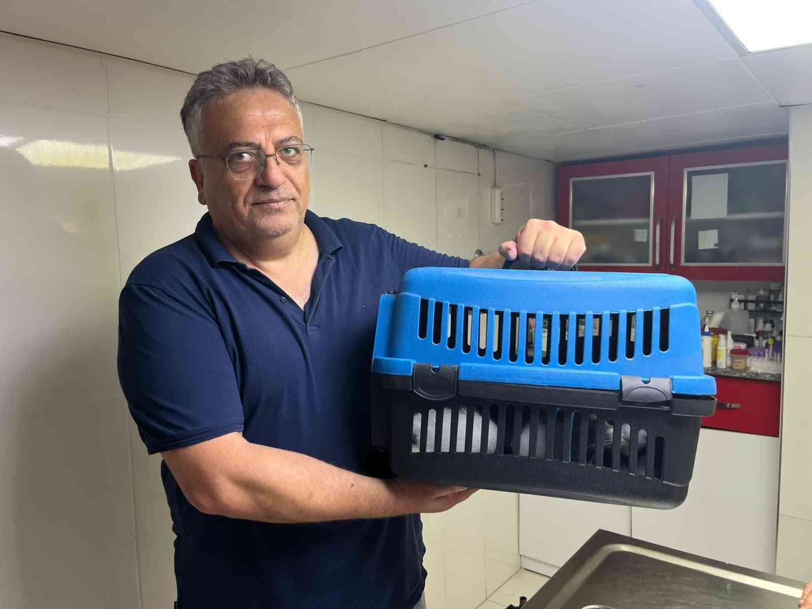 Kedinin karnından 400 gramlık kist çıktı, tedavisi yapılan kedi sahibine teslim edildi