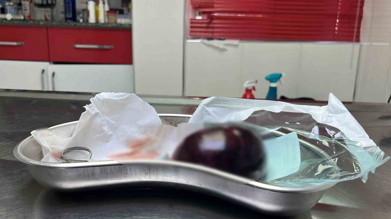 Kedinin karnından 400 gramlık kist çıktı, tedavisi yapılan kedi sahibine teslim edildi