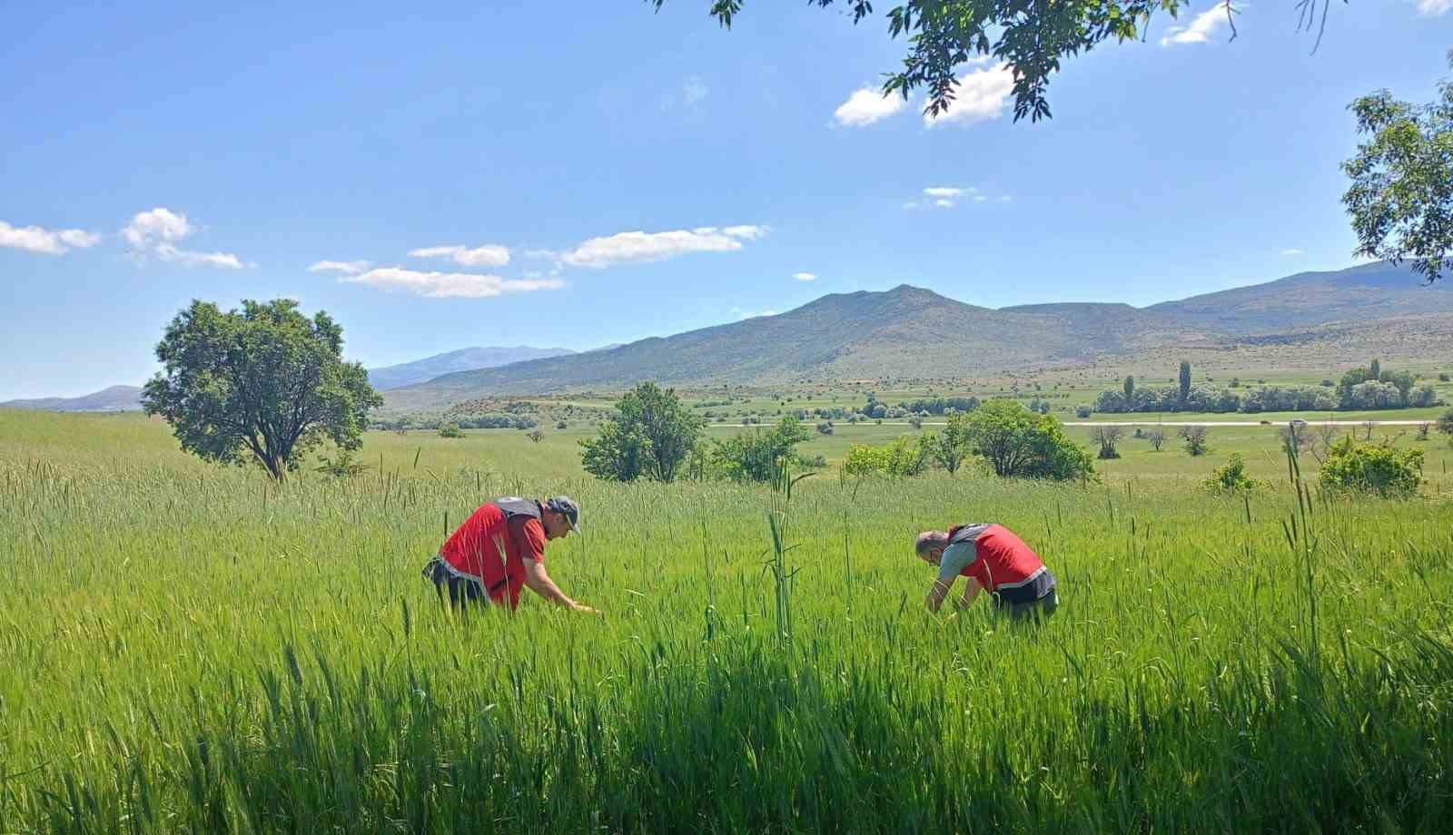 Beyşehir’de süne zararlısına yakın takip