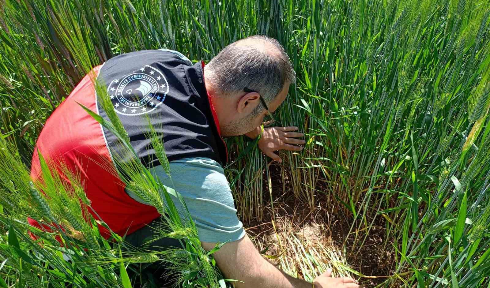 Beyşehir’de süne zararlısına yakın takip