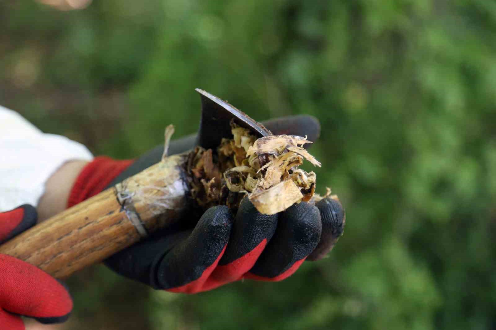 Muğla’daki Sığla ormanlarından 1 ton Sığla yağı üretimi bekleniyor