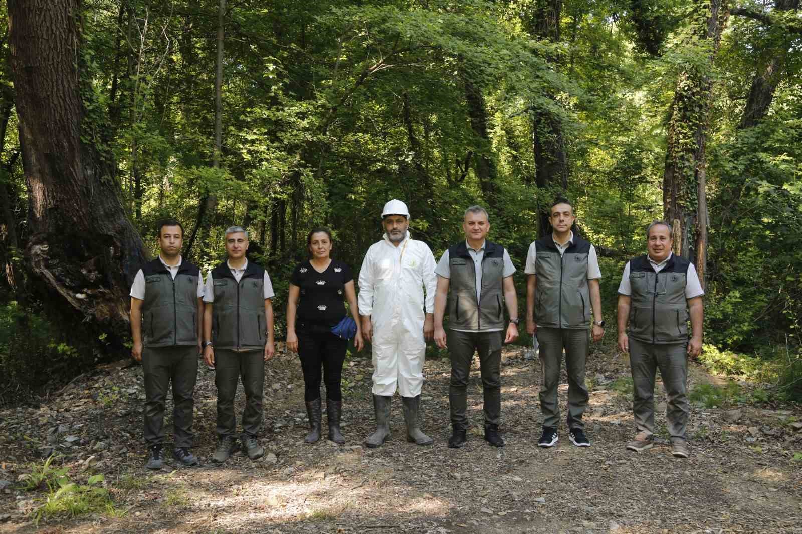 Muğla’daki Sığla ormanlarından 1 ton Sığla yağı üretimi bekleniyor