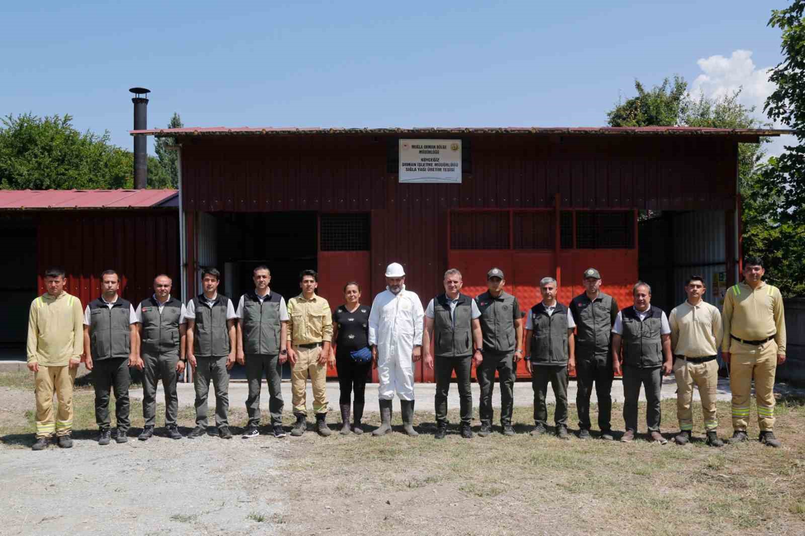 Muğla’daki Sığla ormanlarından 1 ton Sığla yağı üretimi bekleniyor