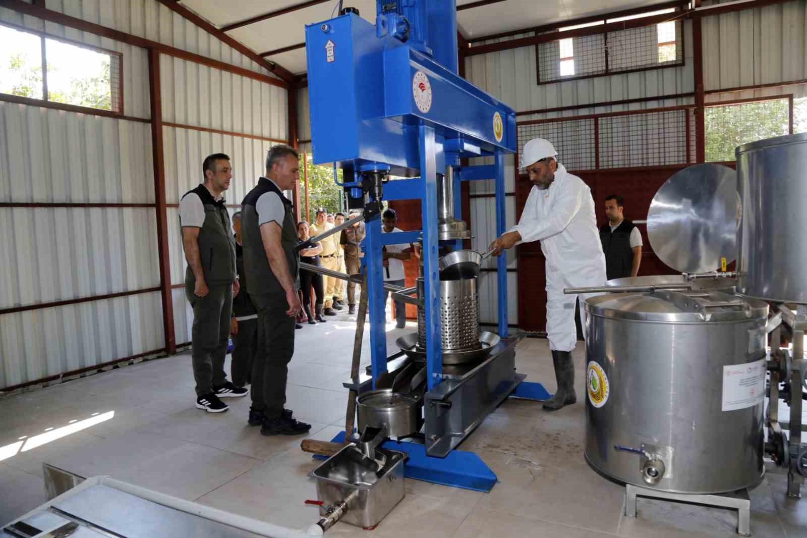 Muğla’daki Sığla ormanlarından 1 ton Sığla yağı üretimi bekleniyor