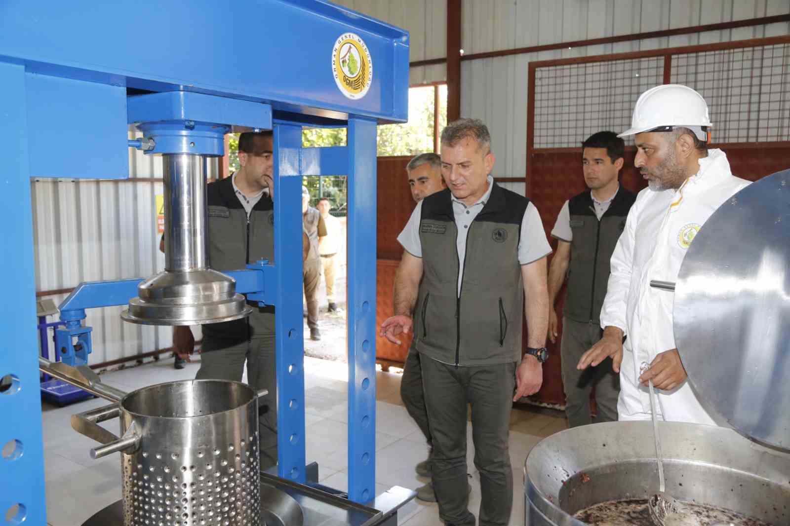 Muğla’daki Sığla ormanlarından 1 ton Sığla yağı üretimi bekleniyor