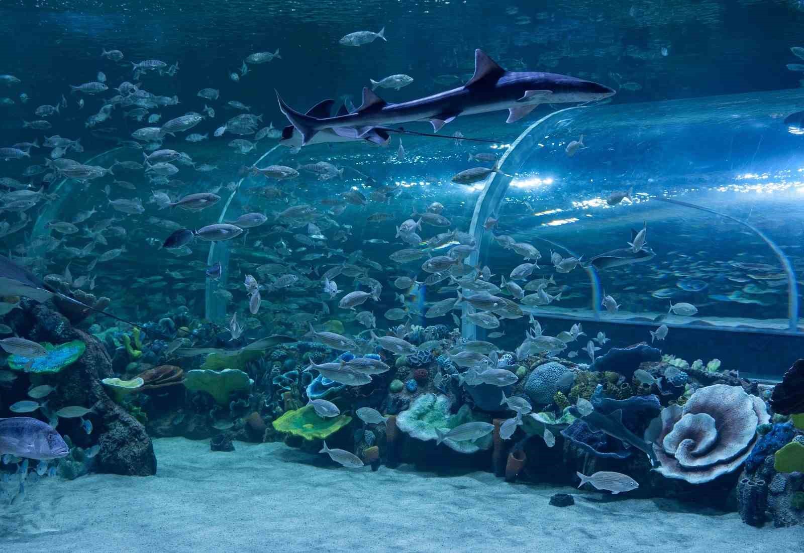 Körfez Aqua Akvaryumu’nda 41 bininci ziyaretçi sürprizi
