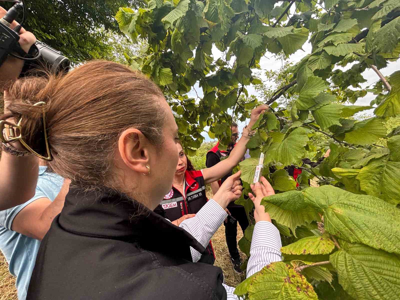 Trabzon’da kahverengi kokarcaya karşı doğal ordu göreve başladı