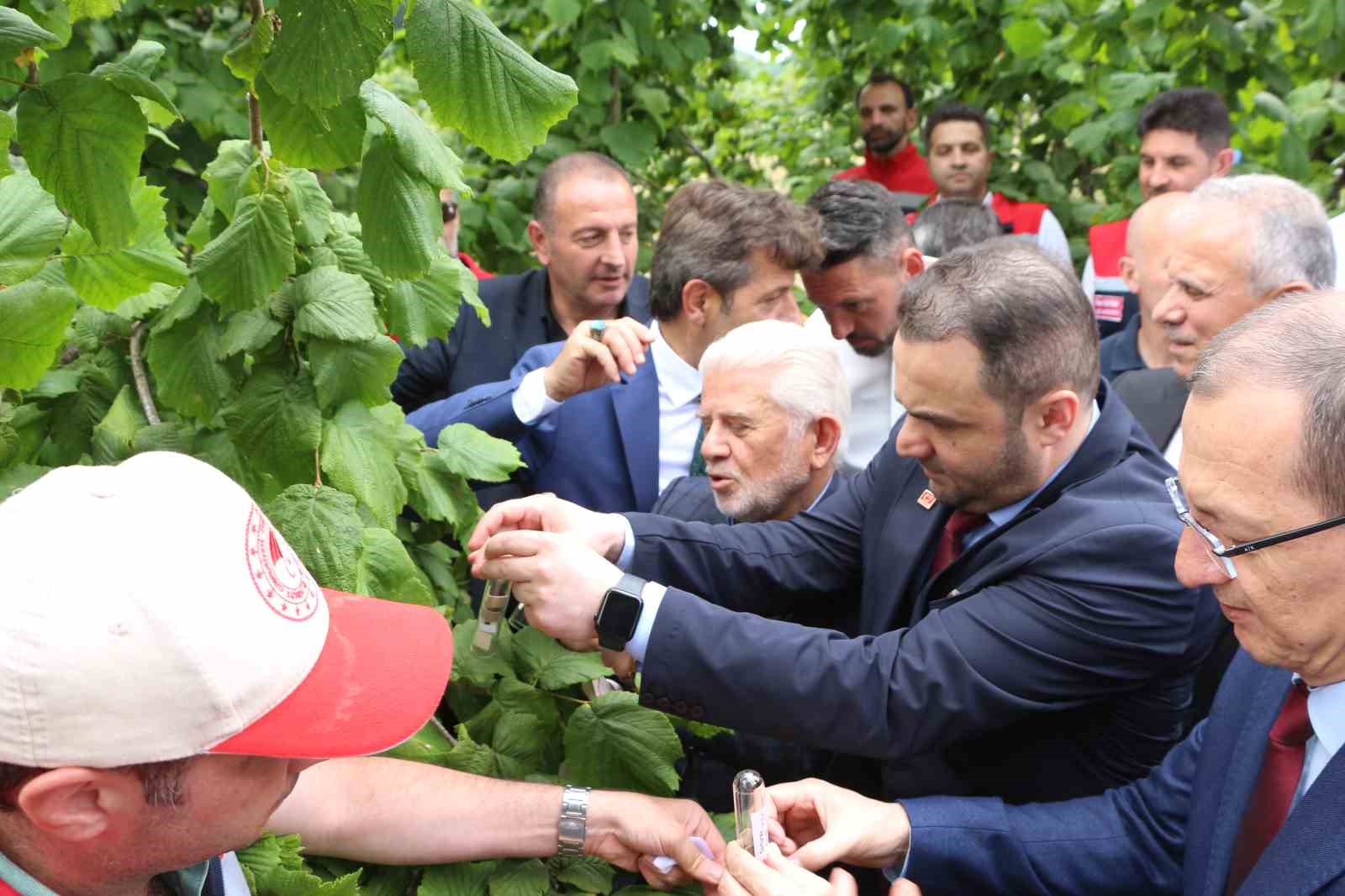 Trabzon’da kahverengi kokarcaya karşı doğal ordu göreve başladı