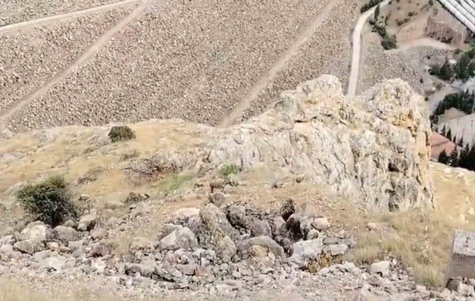 Keban’da dağ keçileri sürü halinde görüldü