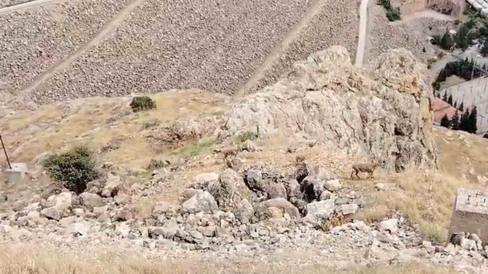 Keban’da dağ keçileri sürü halinde görüldü