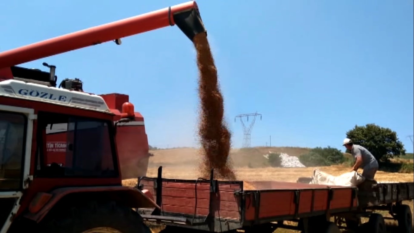 Bafra Ovası’nda buğday ve arpa hasadı başladı