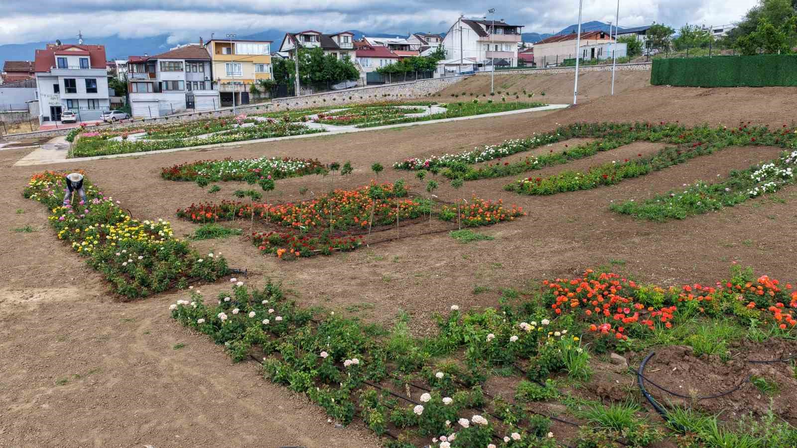 Başiskele’de 15 bin gülün açtığı bahçede görsel şölen