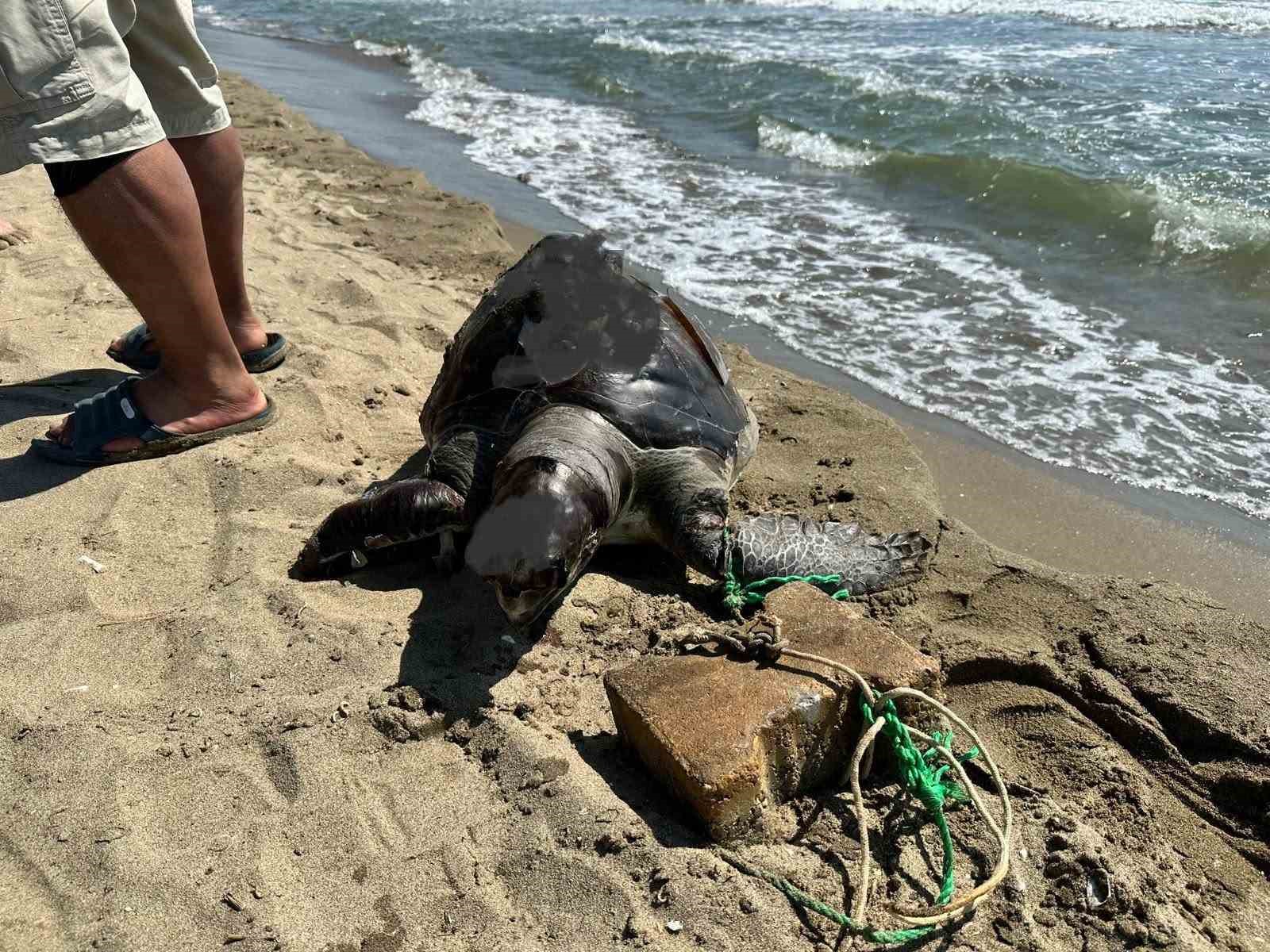 Aynı bölgede ikinci vaka: Deniz kaplumbağasının ayağına taş bağladılar