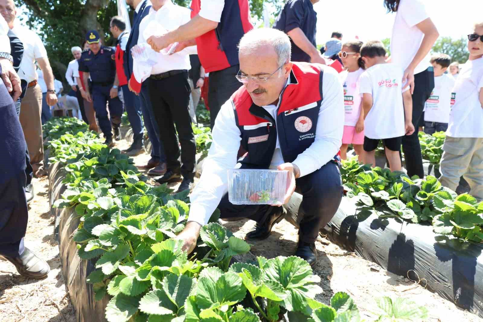 Meşhur Yenice çileğinin hasadı yapıldı