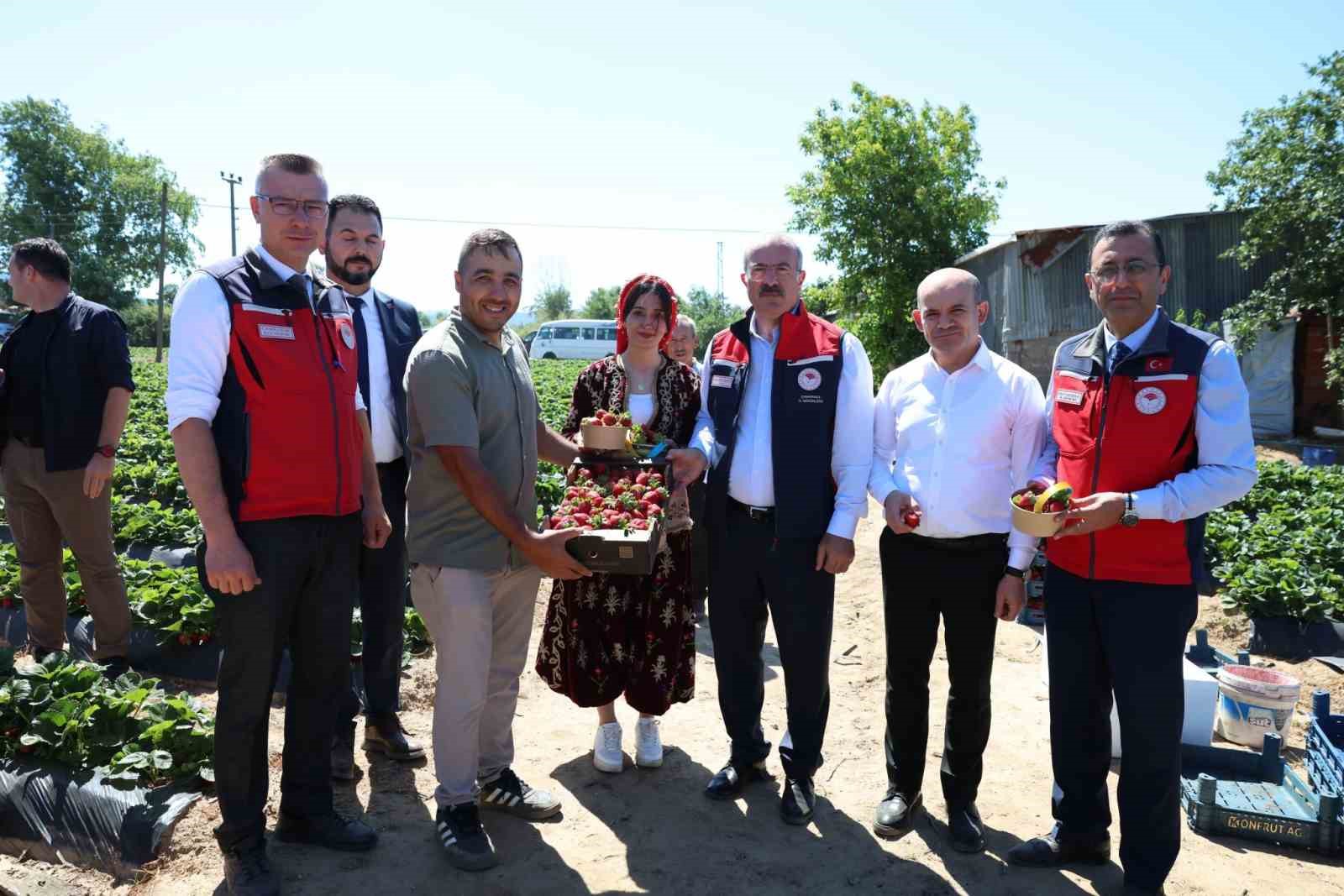 Meşhur Yenice çileğinin hasadı yapıldı