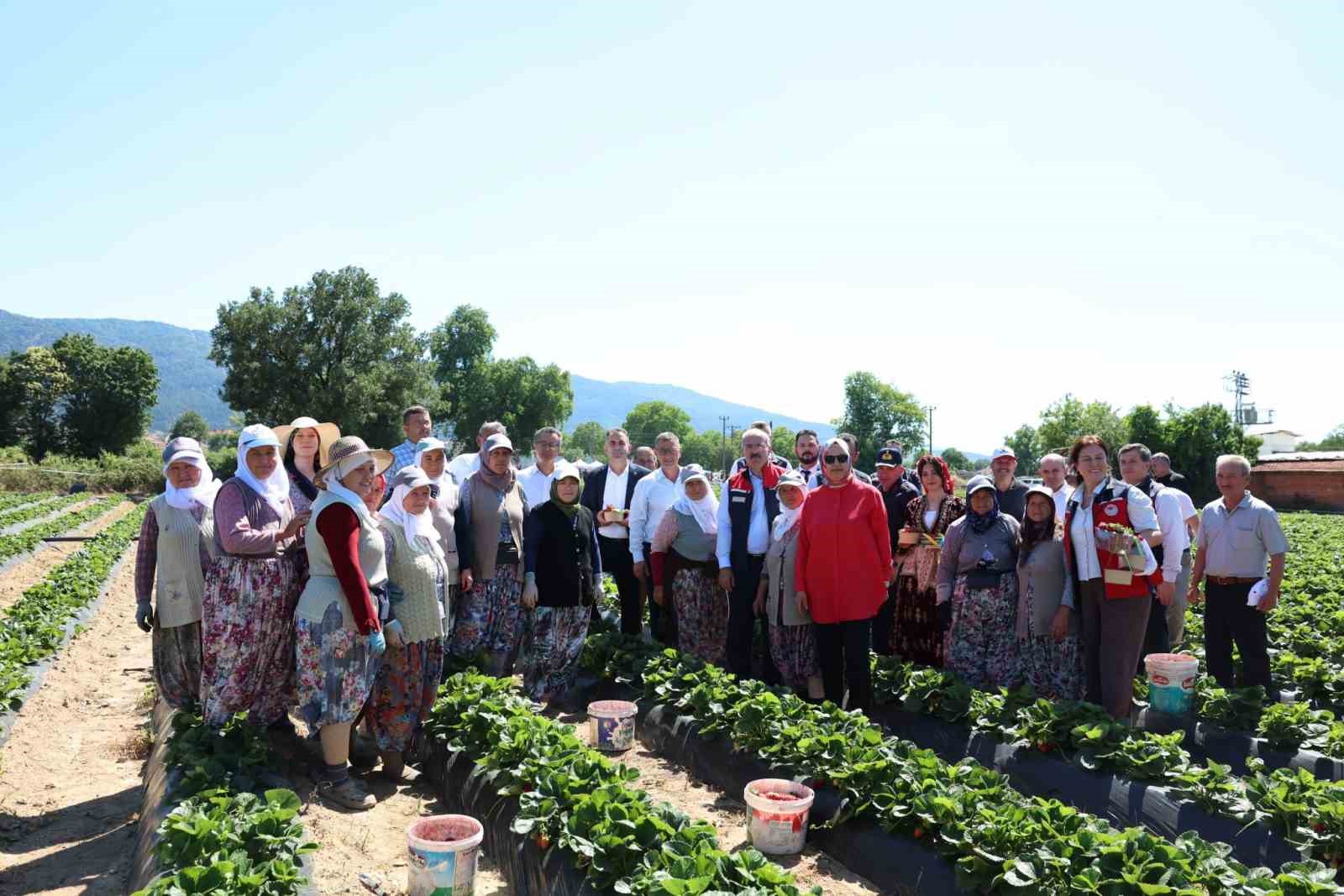 Meşhur Yenice çileğinin hasadı yapıldı