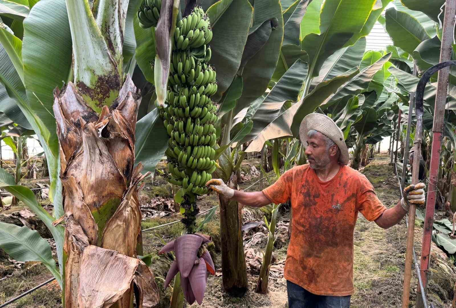 Muz üreticisi dertli: Bahçede 25 TL, markette 120 TL