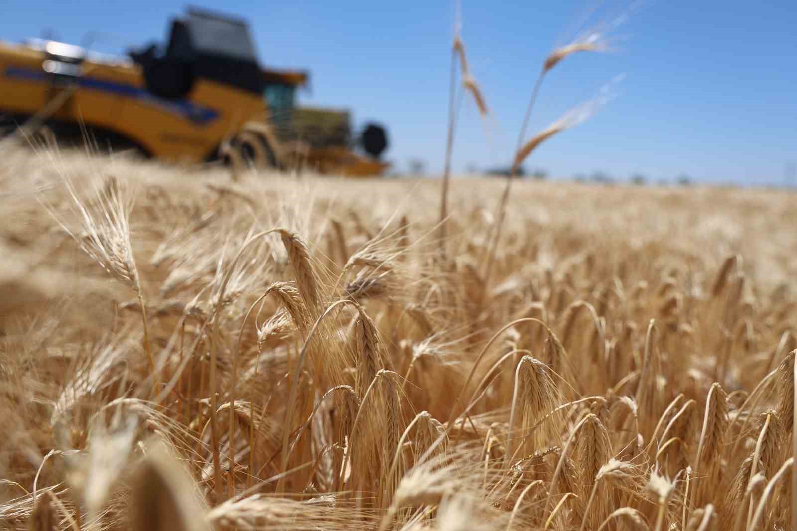Konya Ovası’nda rekor beklenen hasat sezonu başladı