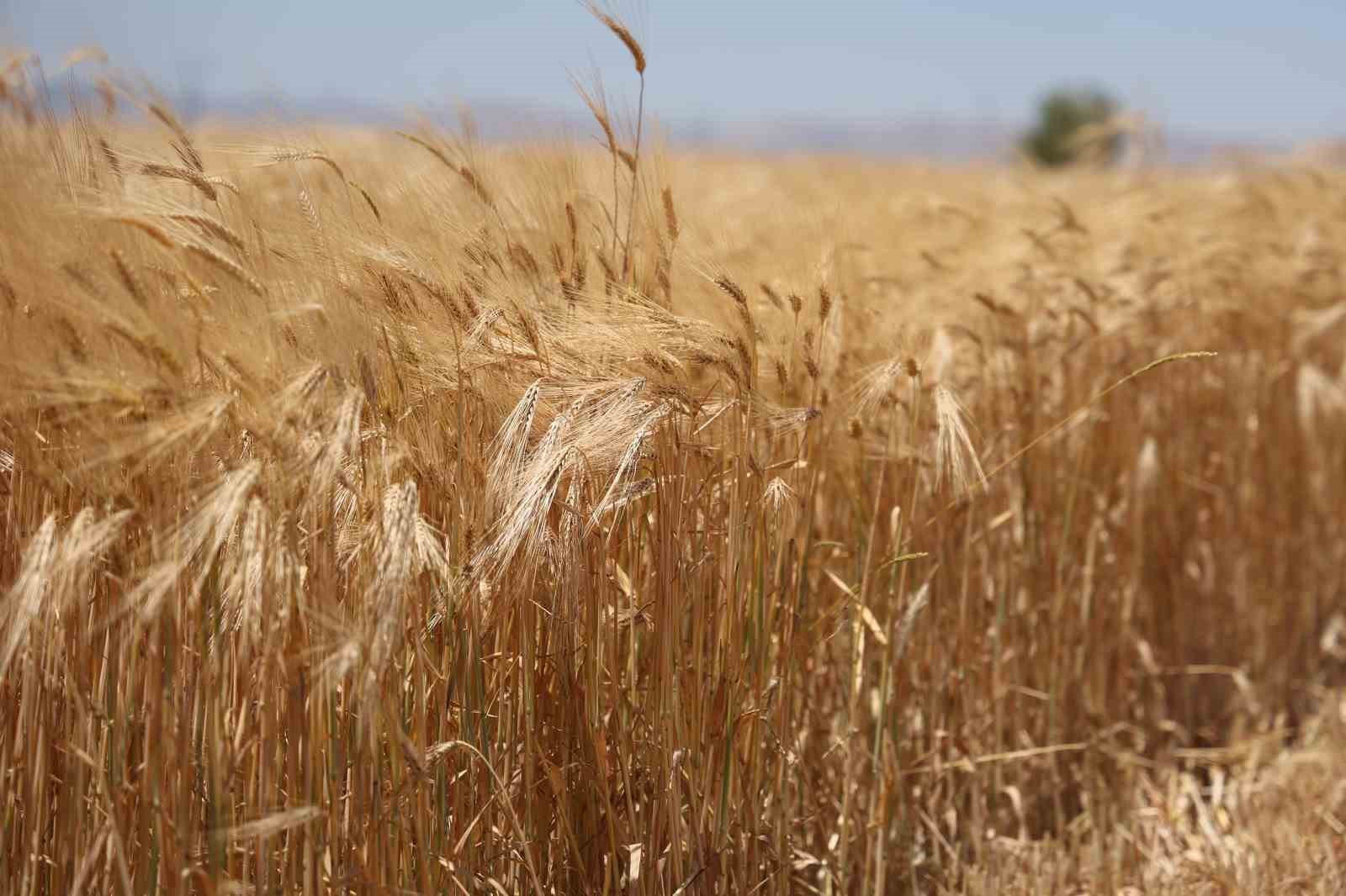 Konya Ovası’nda rekor beklenen hasat sezonu başladı