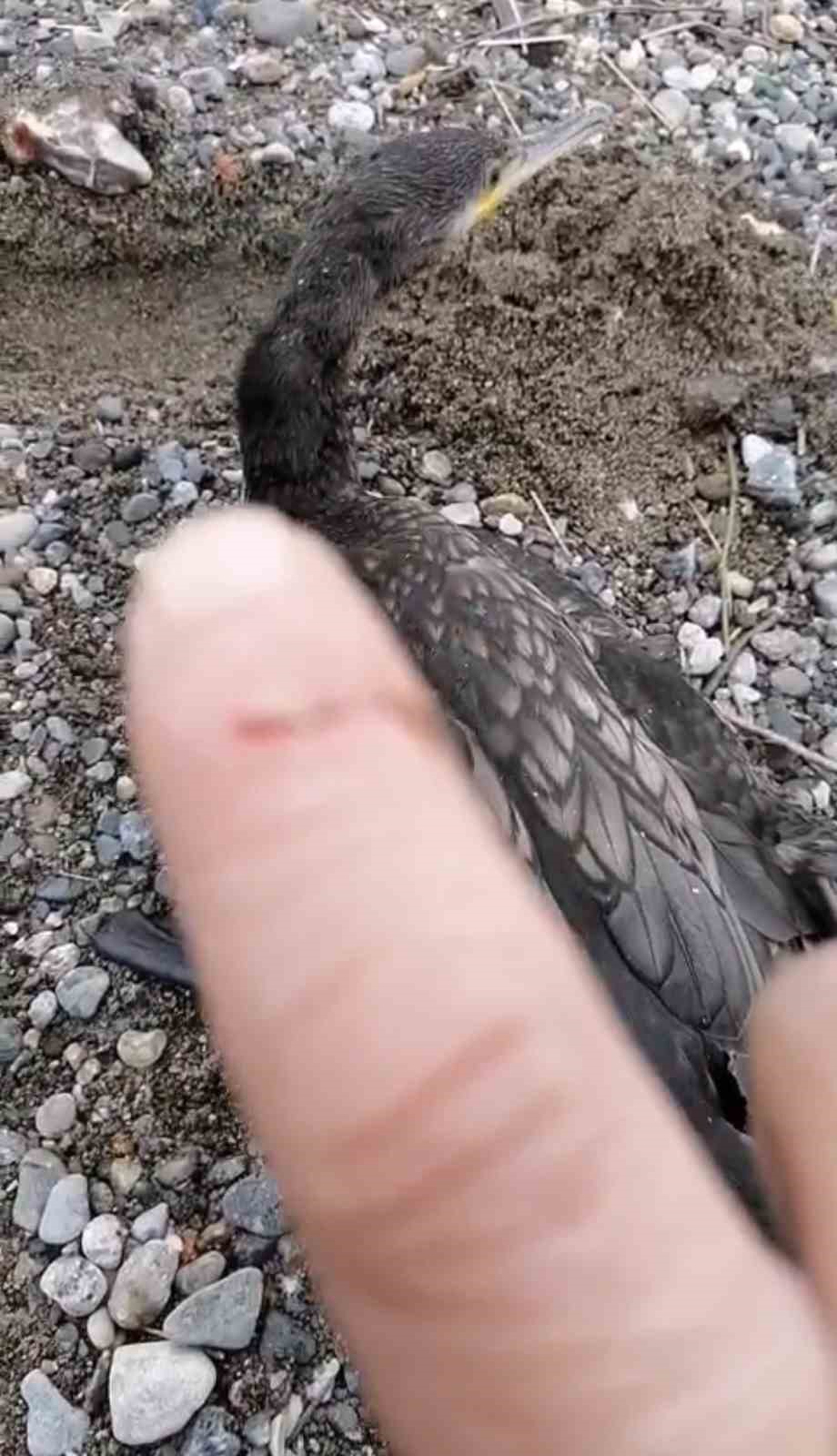 Trabzon’da karabatak kurtarma operasyonu gülümsetti