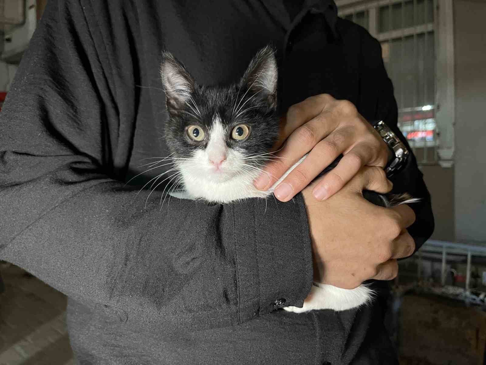 Küçükçekmece’de 7’inci kattan düşen kedi şemsiye ile kurtarıldı