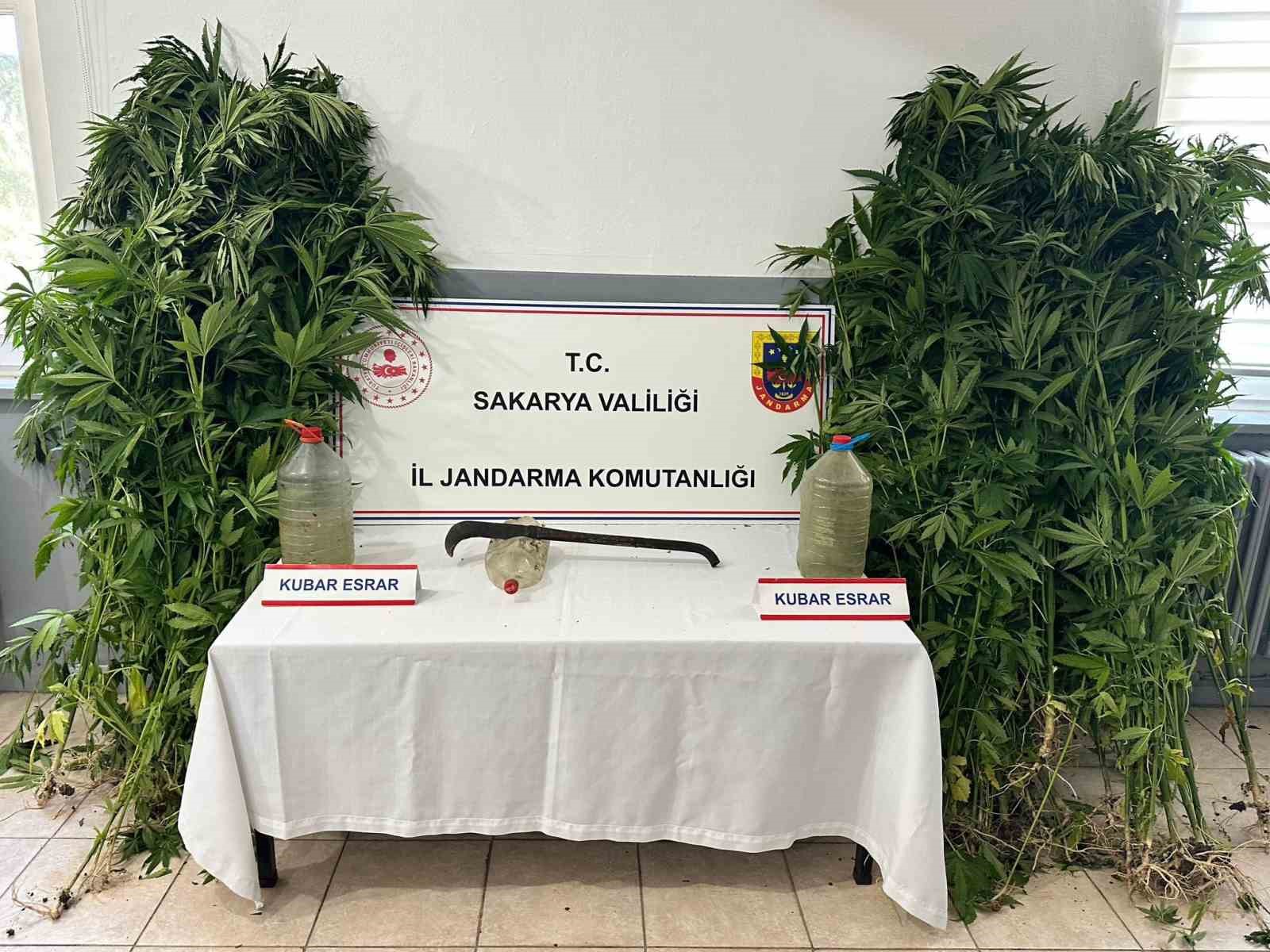 Uyuşturucu operasyonunda 212 kök kenevir ele geçirildi, 3 şüpheli tutuklandı