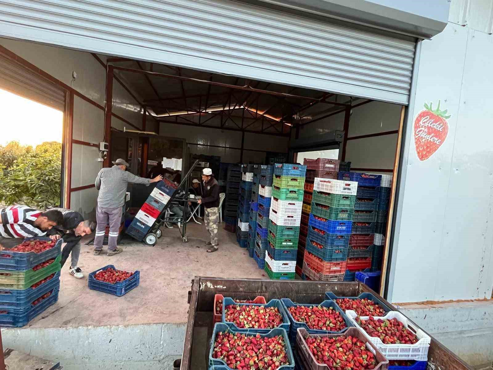 Salihli’nin organik çileği ilgi odağı oldu