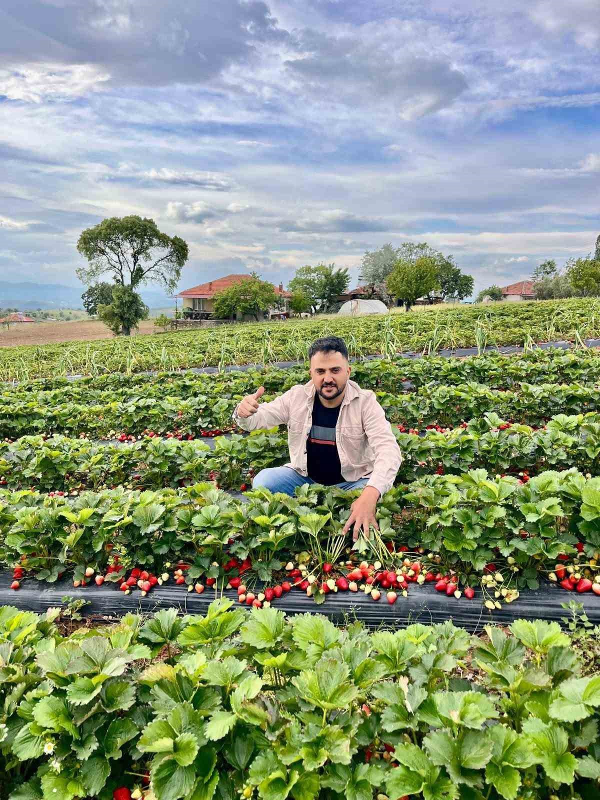 Salihli’nin organik çileği ilgi odağı oldu