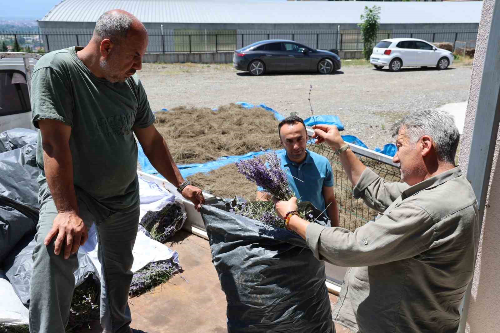 Lavanta üreten kadın kooperatifine katma değer desteği