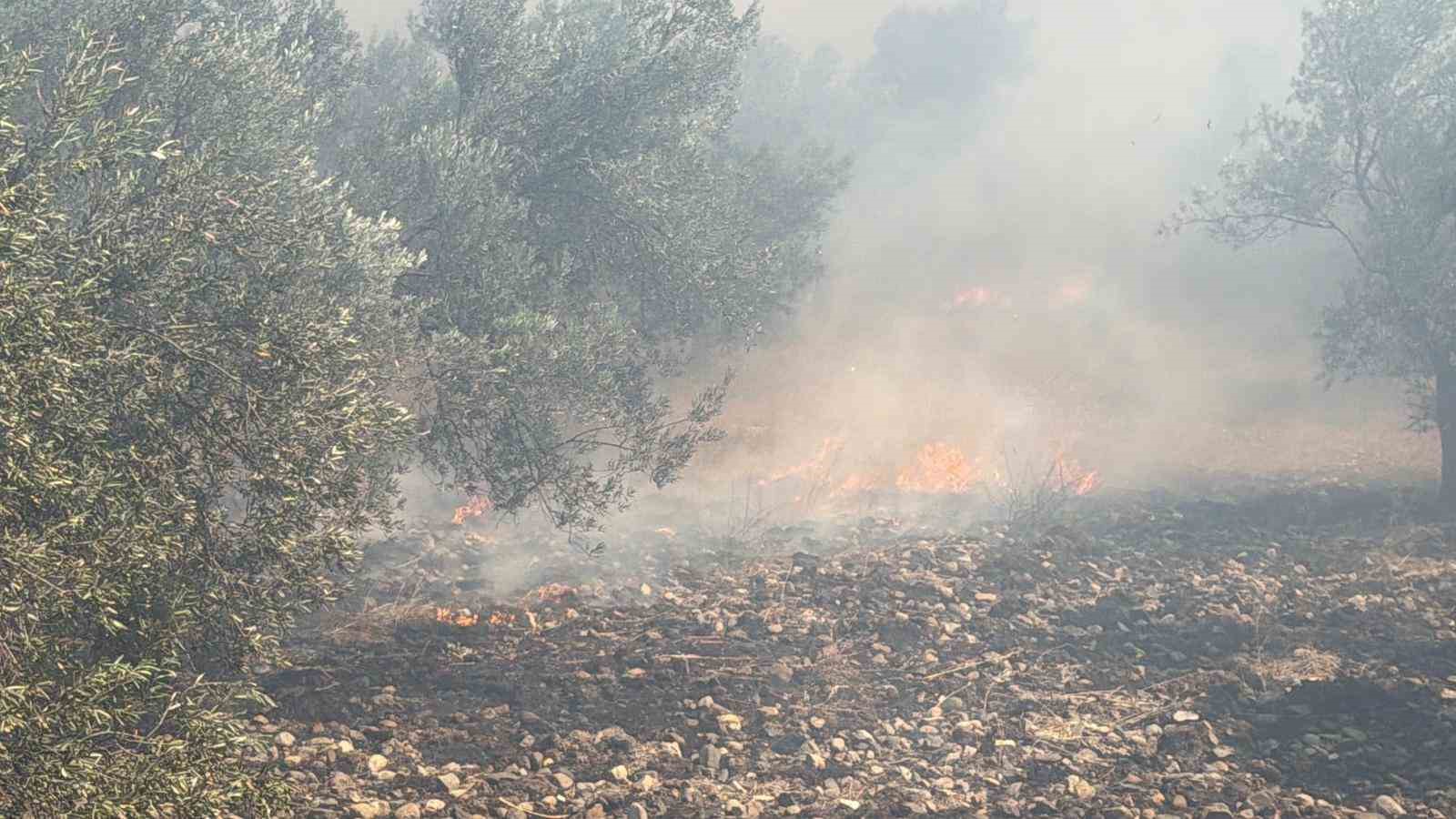 Edremit’te eski çöp depolama alanında çıkan yangın zeytinliklere sıçradı