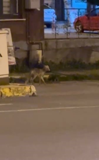 Ardahan’da gece şehre inen tilki kamerada