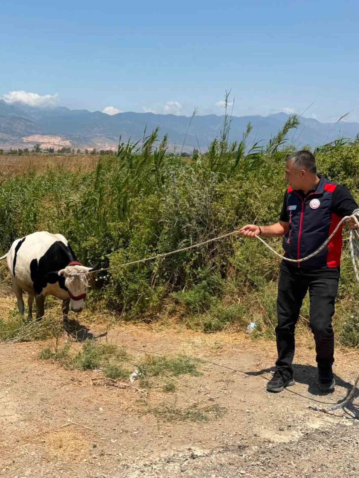 Su kanalına düşen ineği itfaiye kurtrdı