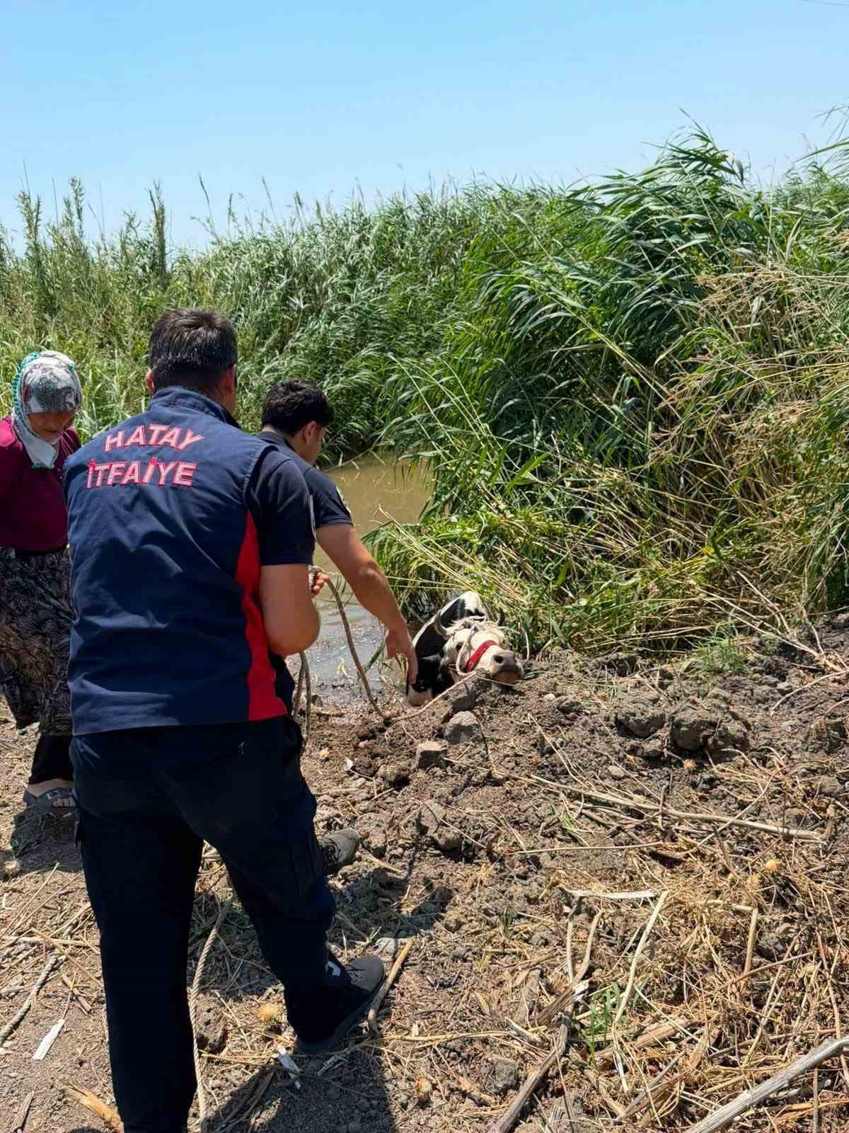 Su kanalına düşen ineği itfaiye kurtrdı