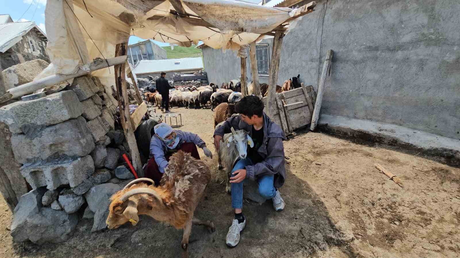 Adilcevaz’da yaylacıların yaz mesaisi devam ediyor