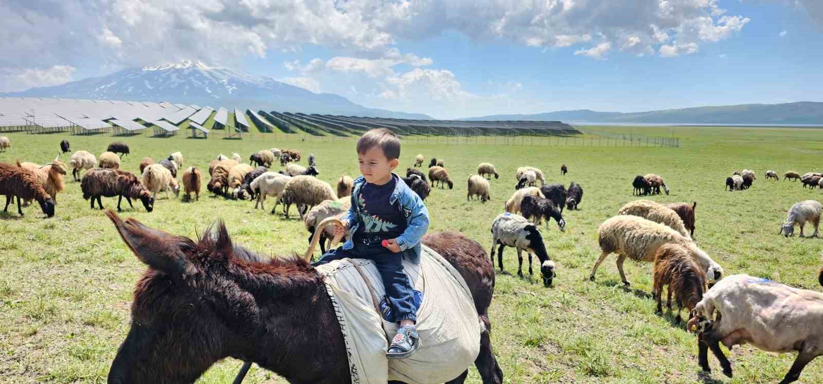 Adilcevaz’da yaylacıların yaz mesaisi devam ediyor
