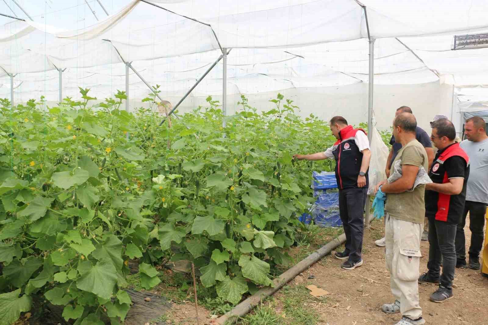 Erzincan’da seracılık yatırımları üretimi artırıyor