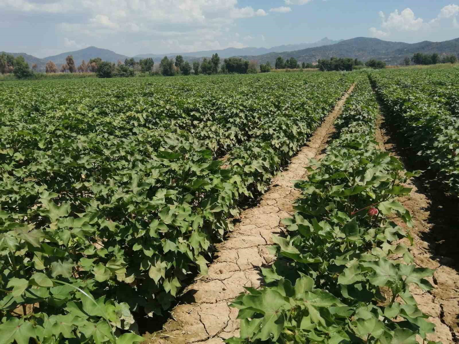 Aydın’da pamukta zararlı uyarısı