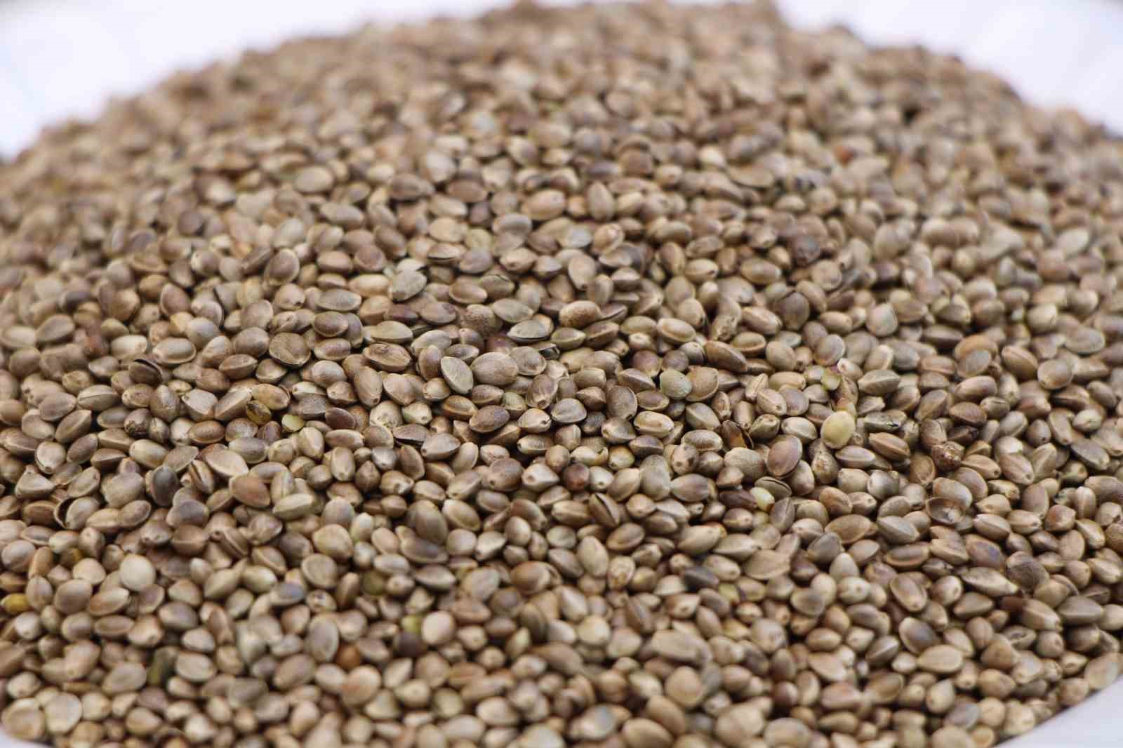 Kenevirli kurabiye protein deposu: Etten daha çok protein içeriyor