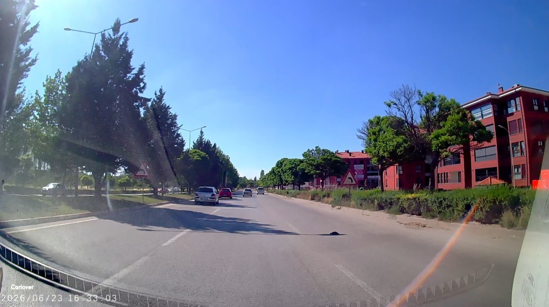 Kara yolunda mahsur kalan kaplumbağa yardım eli