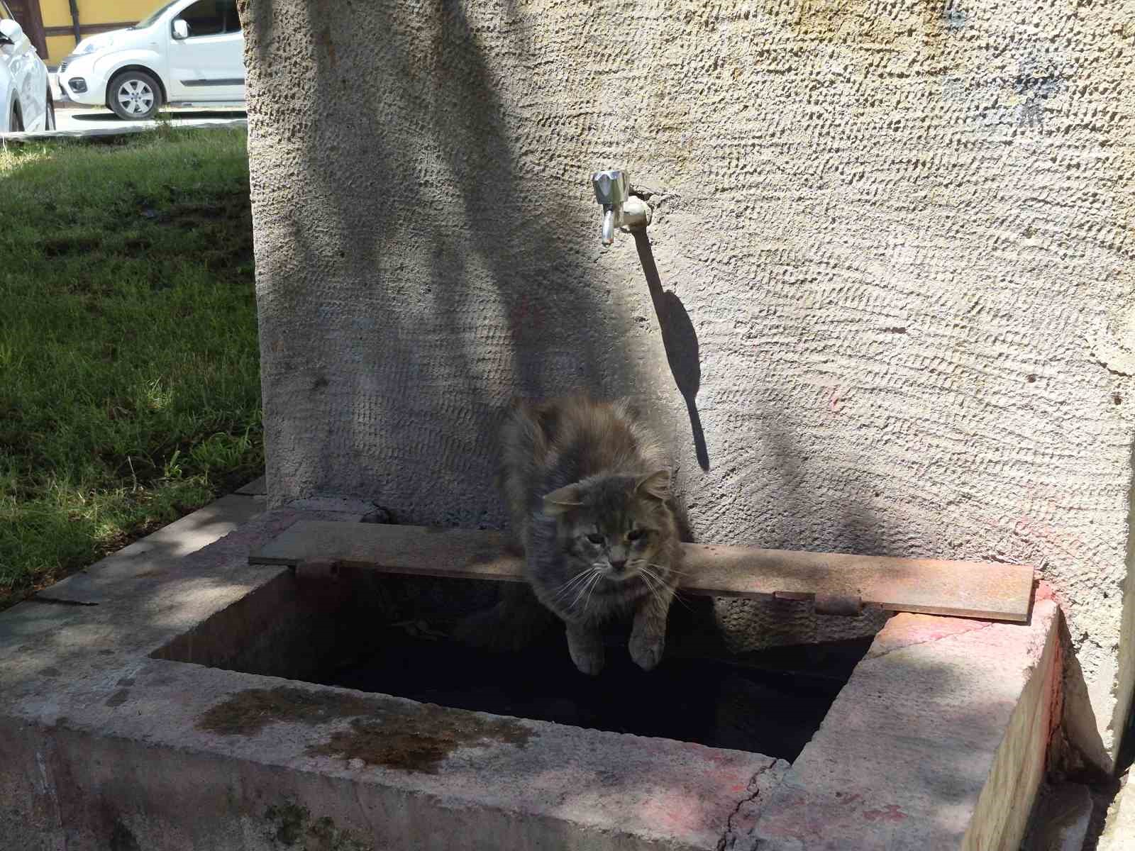 Sıcaktan bunalan sokak kedisi tarihi çeşmenin altında serinlemeye çalıştı