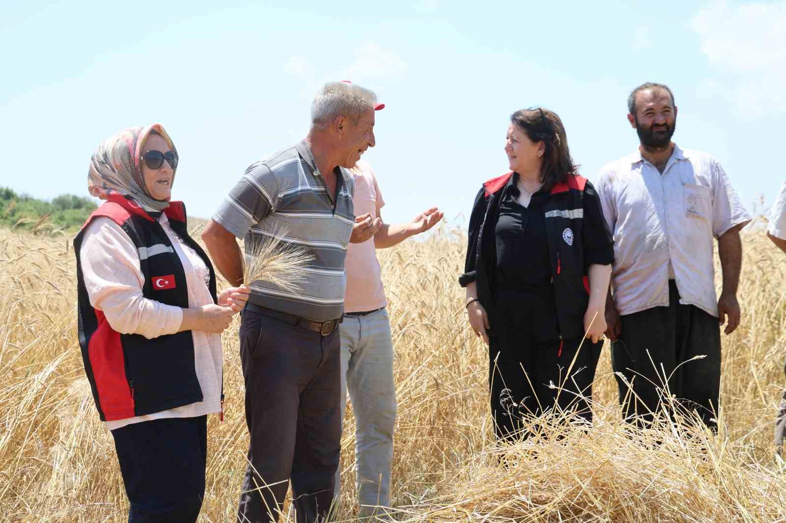 Adana’da ata tohumu karakılçık buğdayı yeniden üretime kazandırıldı